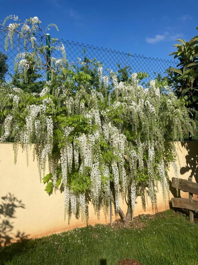 Quinta Da Sobreira Bed & Breakfast Salir de Matos ภายนอก รูปภาพ